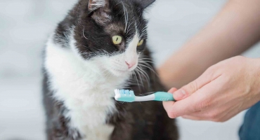 Quantas vezes por semana preciso escovar os dentes do meu pet?